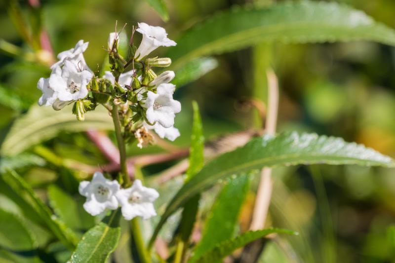 Yerba Santa: The Holy Herb