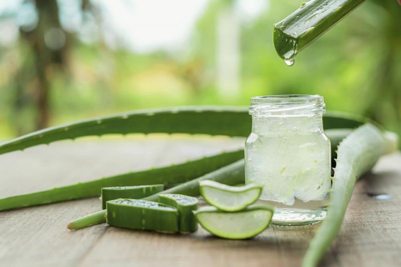 Aloe Vera: Helpful for Burns and Burnout