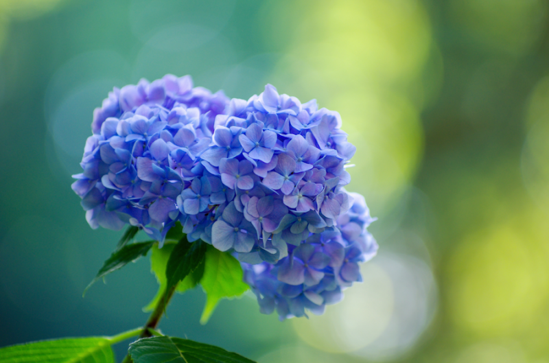 Hydrangea: Relieving Hardness of Mind and Body