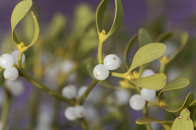 European Mistletoe