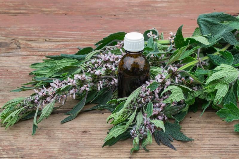 Motherwort