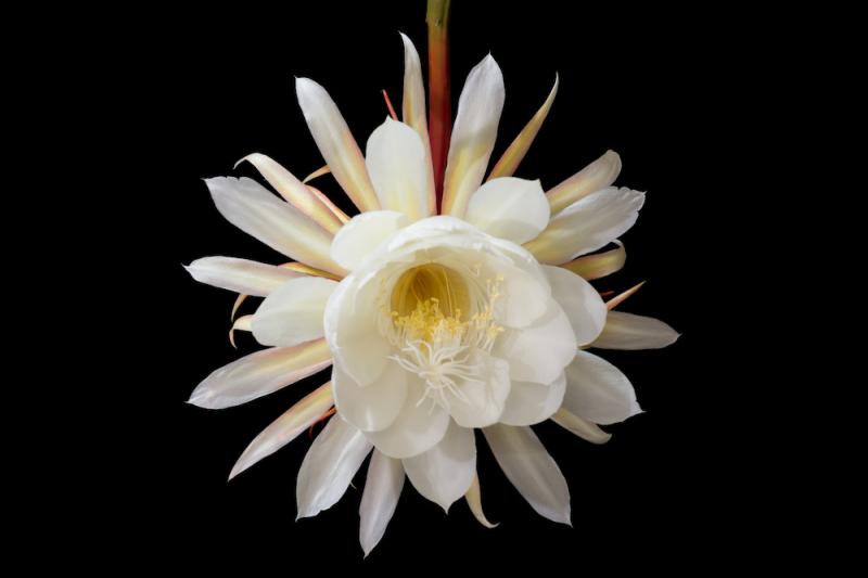 Night Blooming Cereus