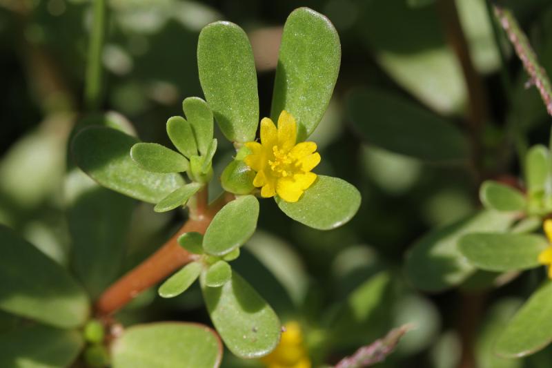 Purslane