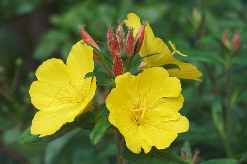 The Healing Properties of Evening Primrose 