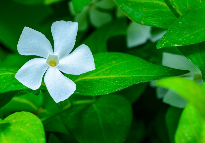 Lesser Periwinkle (Vinca minor)