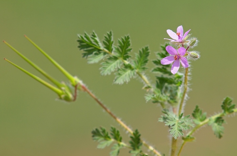 Storksbill