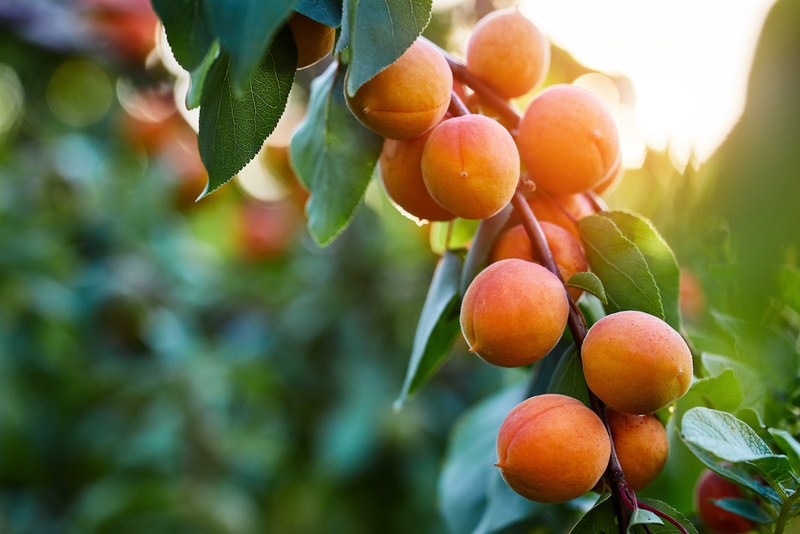 The Medicinal and Nutritional Benefits of Apricots