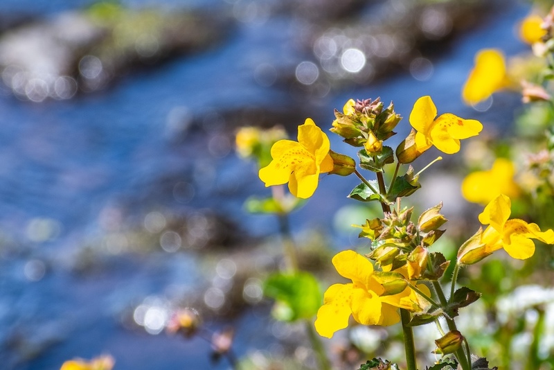 Monkeyflowers