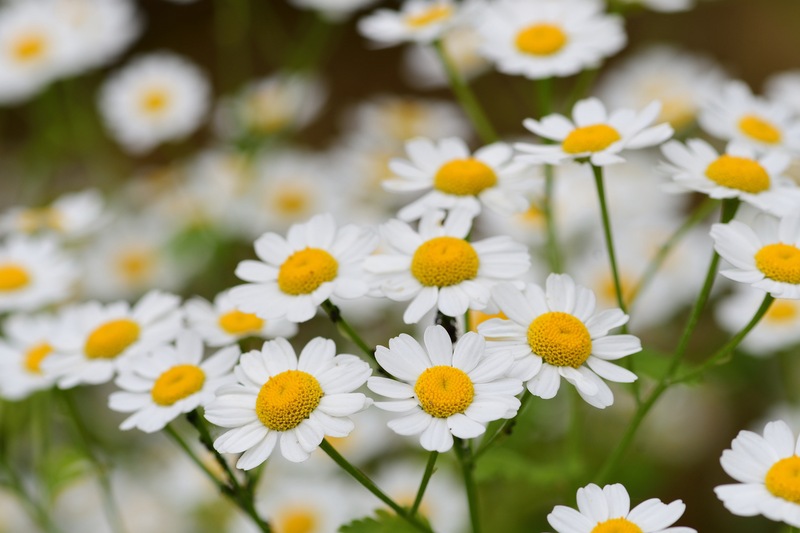 Feverfew